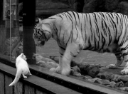 雷火电竞合作-精密机器与黑马之魂的对决，楚阿梅尼一剑封喉，塞内加尔用天赋征服终场哨