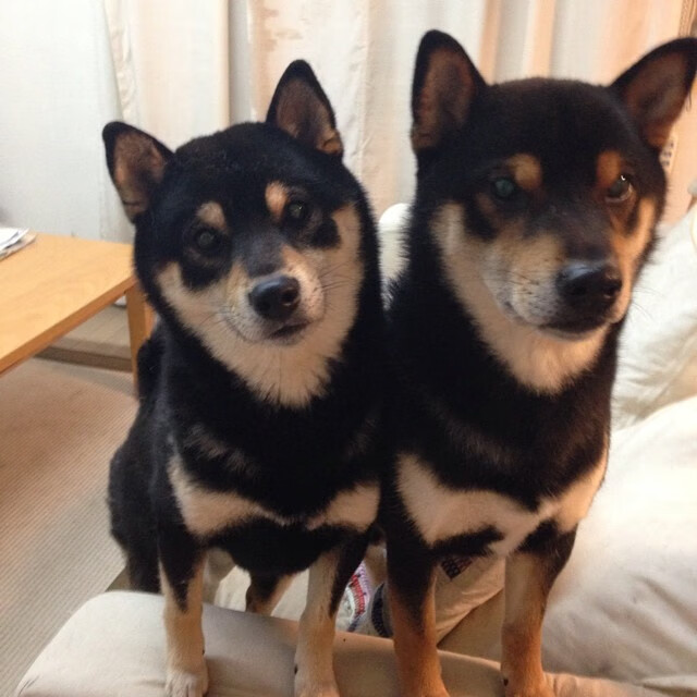 年度焦点之战，铁骑踏破巨浪，吉林逆风突围猛龙